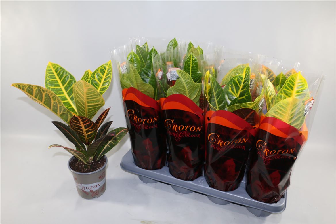 Горшечные цветы и растения оптом Codiaeum Excellent Mix 2 Types Sunshine от 8шт из Голландии с доставкой по России