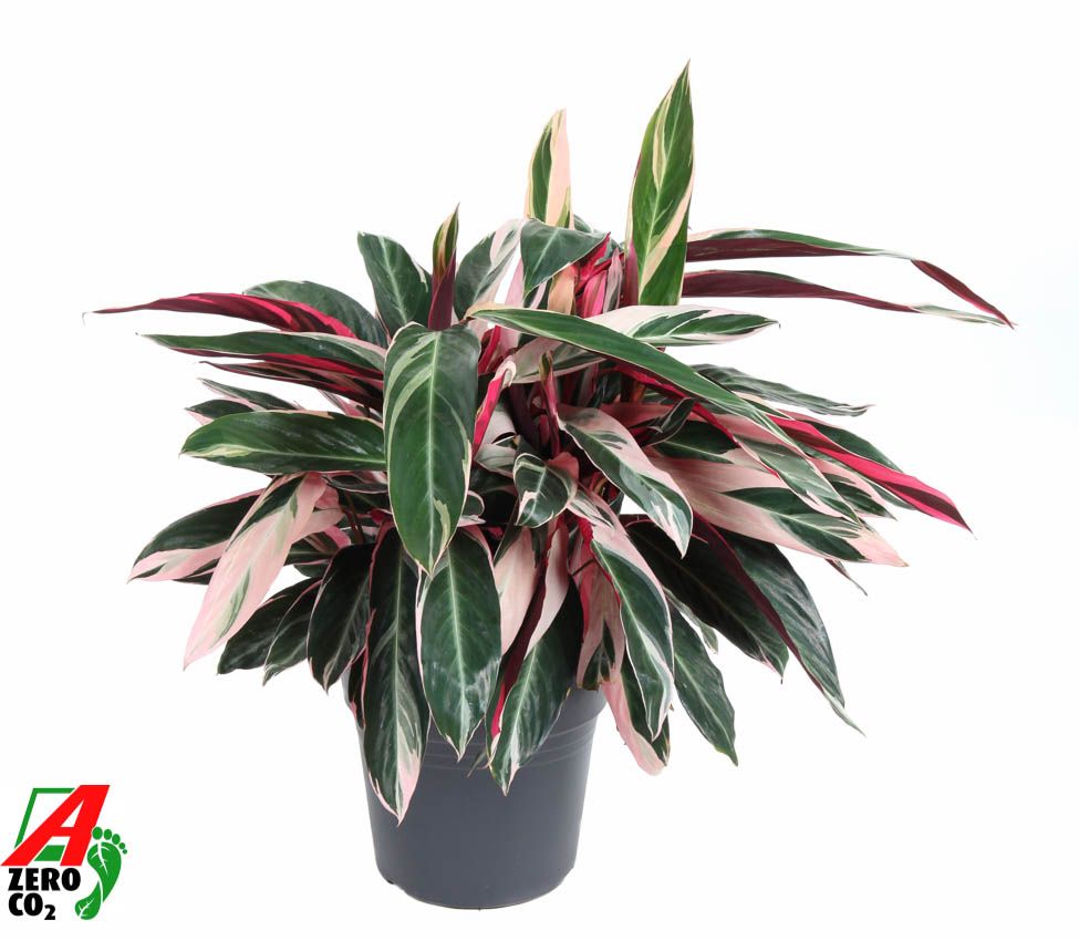 Горшечные цветы и растения оптом Calathea Stromante Triostar от 1шт из Голландии с доставкой по России