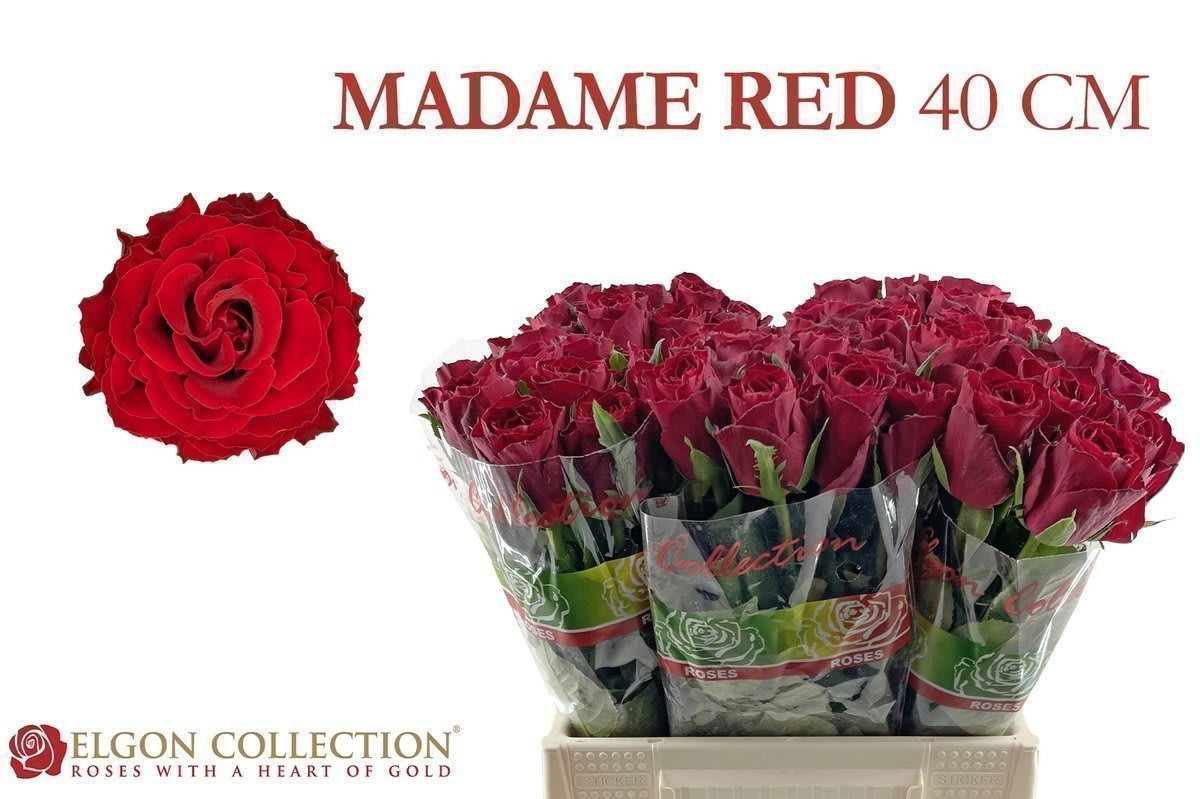 Срезанные цветы оптом Rosa large madam red от 50шт из Голландии с доставкой по России