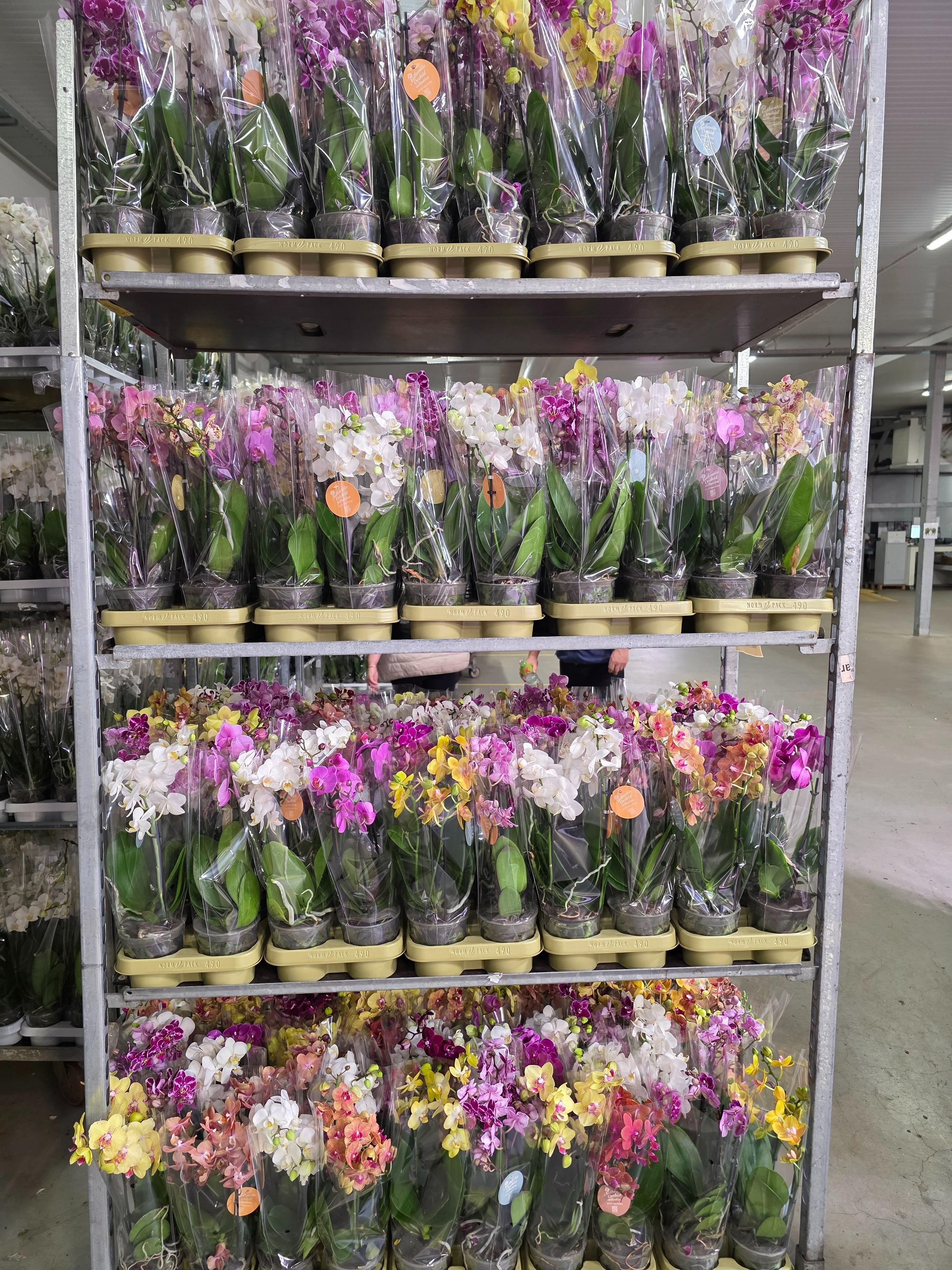 Горшечные цветы и растения оптом Phalaenopsis Mf. Mix Authentic от 10шт из Голландии с доставкой по России