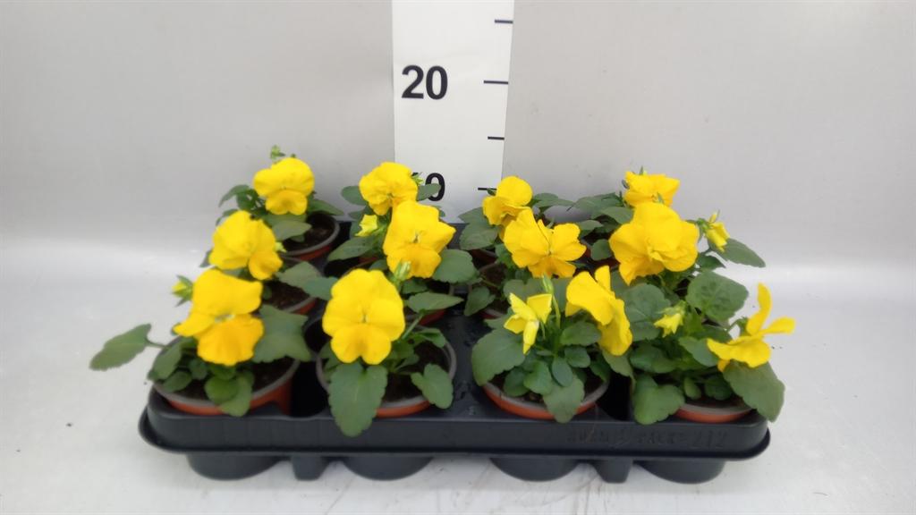 Горшечные цветы и растения оптом Viola Wr. matrix Yellow от 12шт (для телеги) из Голландии с доставкой по России