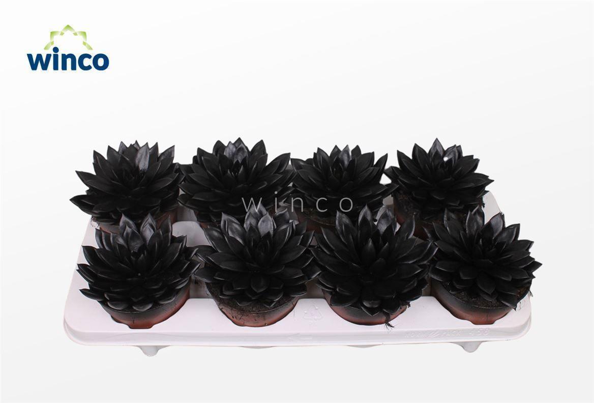 Горшечные цветы и растения оптом Echeveria Agavoides Paint Black от 8шт из Голландии с доставкой по России