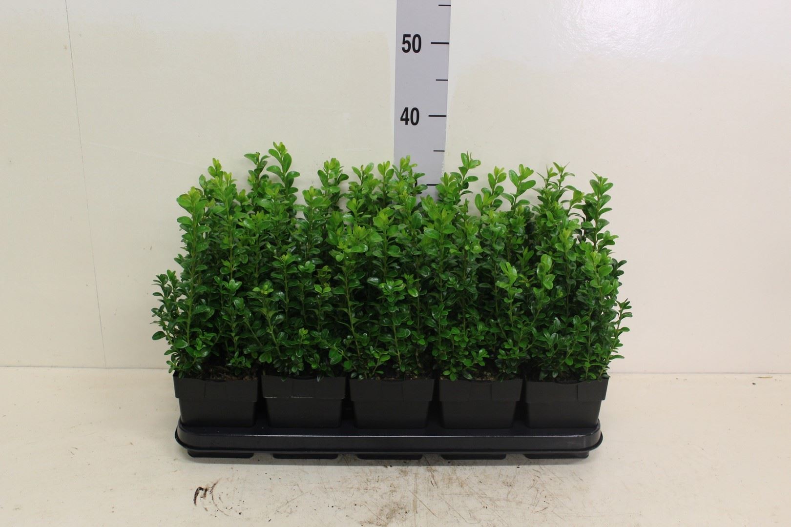 Горшечные цветы и растения оптом Buxus Semp.   ... от 10шт из Голландии с доставкой по России