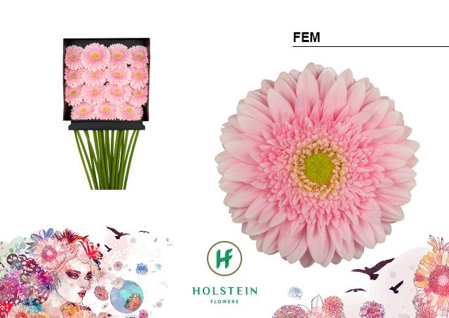 Срезанные цветы оптом Gerbera diamond fem от 15шт из Голландии с доставкой по России