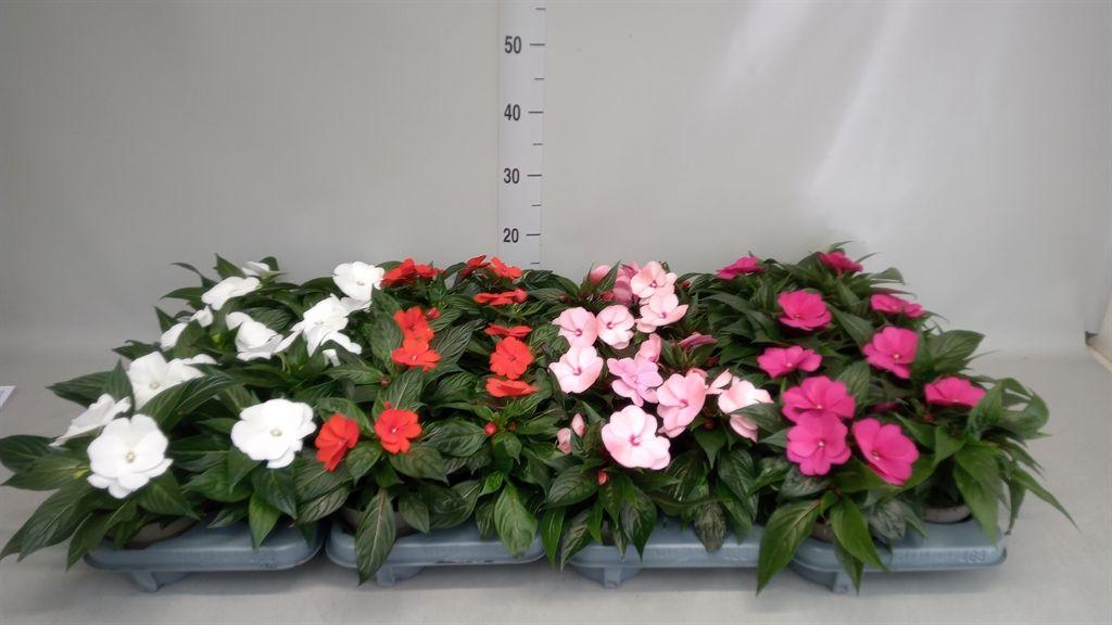 Горшечные цветы и растения оптом Impatiens Ng   ... от 8шт из Голландии с доставкой по России
