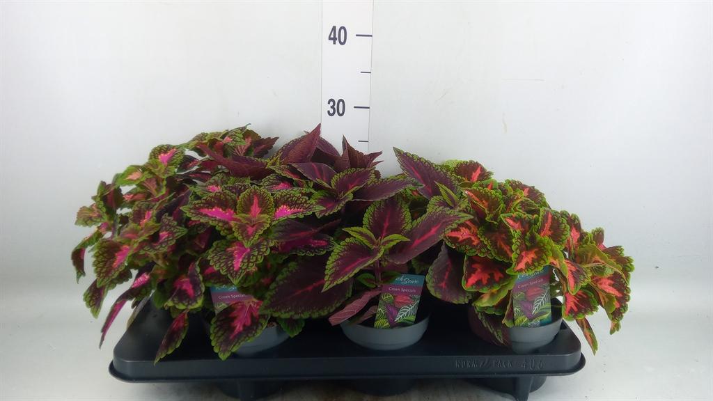 Горшечные цветы и растения оптом Plectranthus Col.   ...mix от 6шт из Голландии с доставкой по России