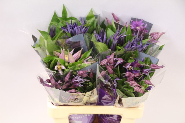 Срезанные цветы оптом Clematis mix in bucket от 60шт. из Голландии с доставкой по России