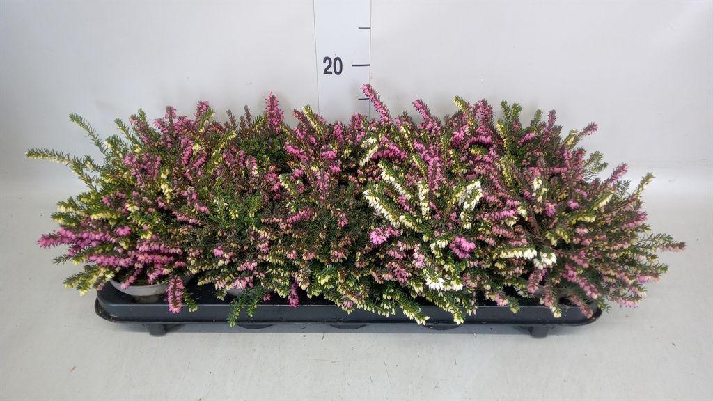 Горшечные цветы и растения оптом Erica Darley.   ...mix 2 / Pot от 10шт из Голландии с доставкой по России