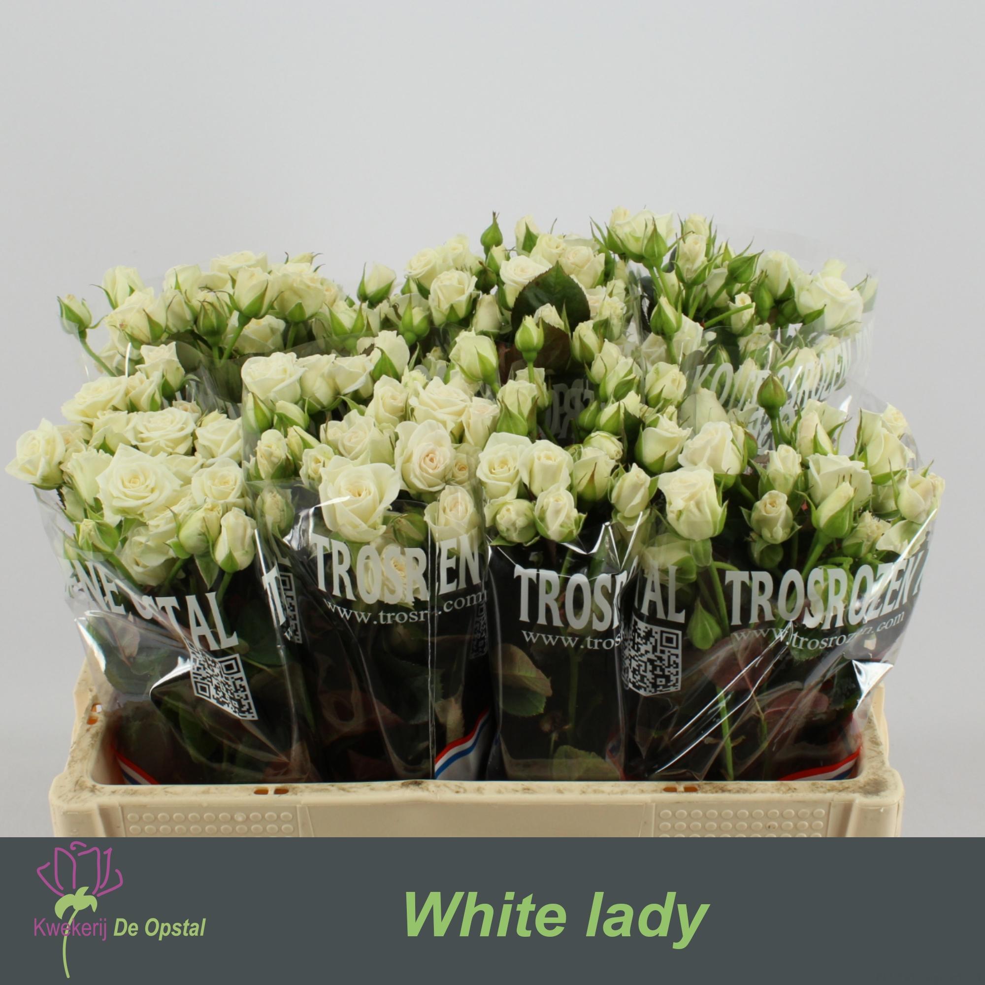 Срезанные цветы оптом Rosa spray white lady от 20шт из Голландии с доставкой по России