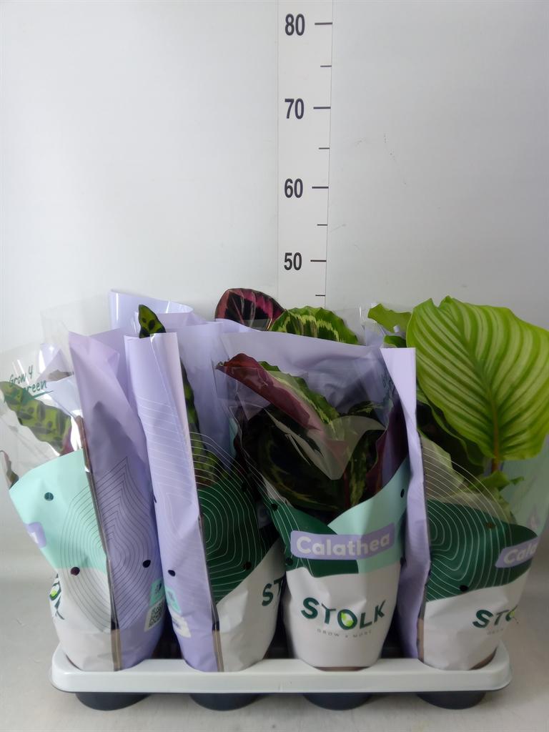 Горшечные цветы и растения оптом Calathea   ...mix 4 от 8шт из Голландии с доставкой по России