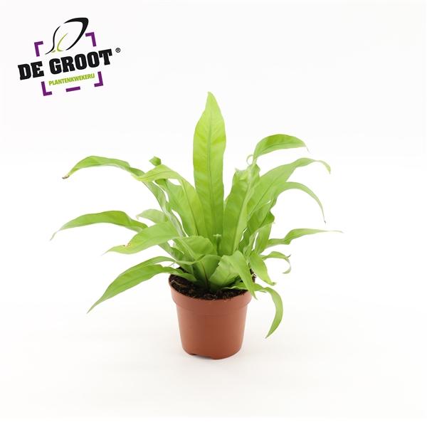 Горшечные цветы и растения оптом Asplenium Antiquum от 10шт из Голландии с доставкой по России