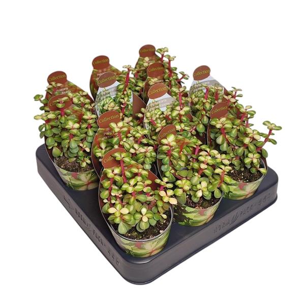Горшечные цветы и растения оптом Portulacaria Afra Mediopicta Potcover от 12шт (для телеги) из Голландии с доставкой по России