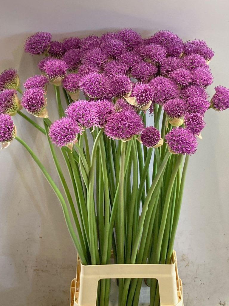 Срезанные цветы оптом Allium gladiator от 50шт из Голландии с доставкой по России