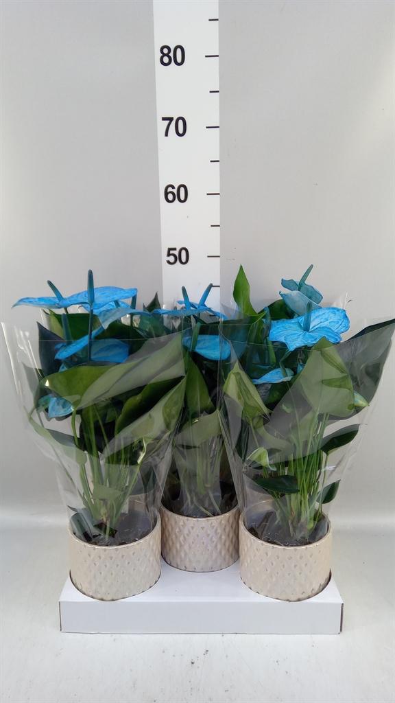 Горшечные цветы и растения оптом Anthurium Andr. cocos от 5шт из Голландии с доставкой по России