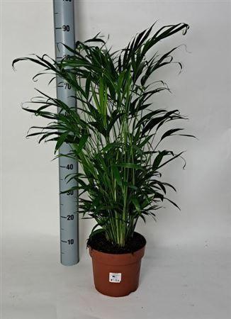 Горшечные цветы и растения оптом Chamaed Cataractarum 50pp от 1шт из Голландии с доставкой по России