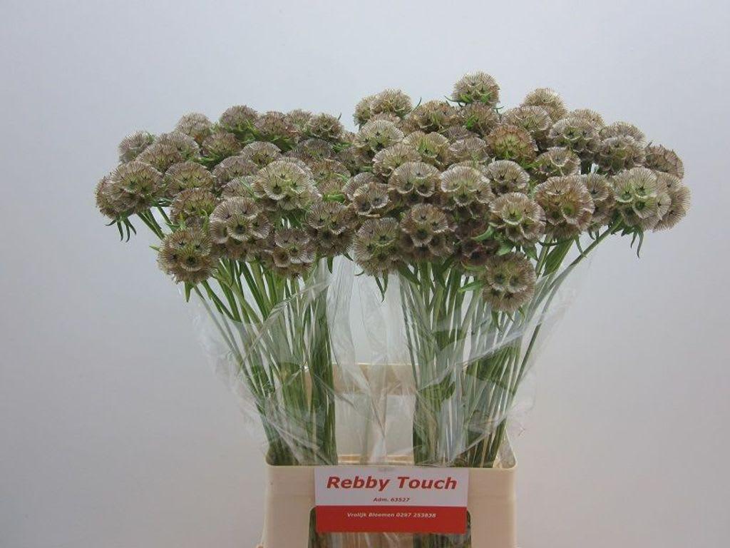 Срезанные цветы оптом Scabiosa stellata seed pod от 100шт. из Голландии с доставкой по России