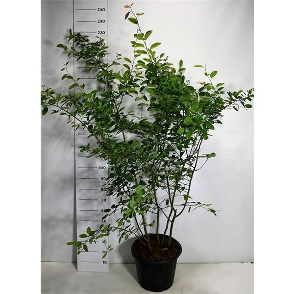 Горшечные цветы и растения оптом Amelanchier Lamarckii от 1шт из Голландии с доставкой по России