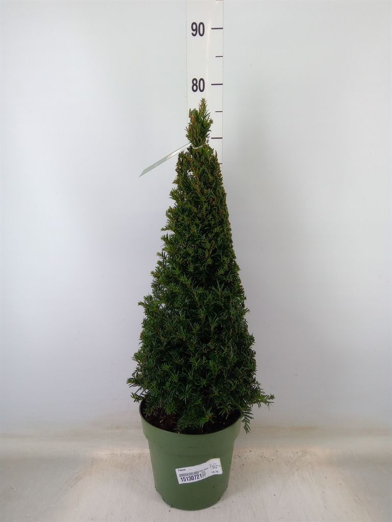 Горшечные цветы и растения оптом Taxus   ... от 1шт из Голландии с доставкой по России