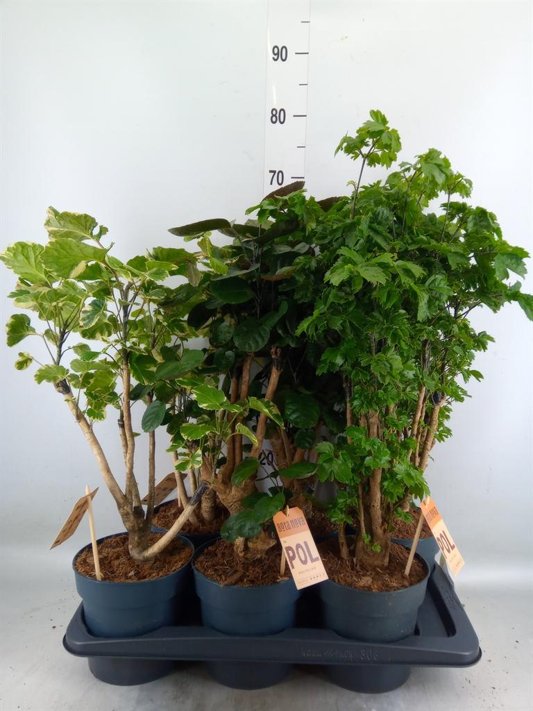 Горшечные цветы и растения оптом Polyscias   ... от 6шт из Голландии с доставкой по России