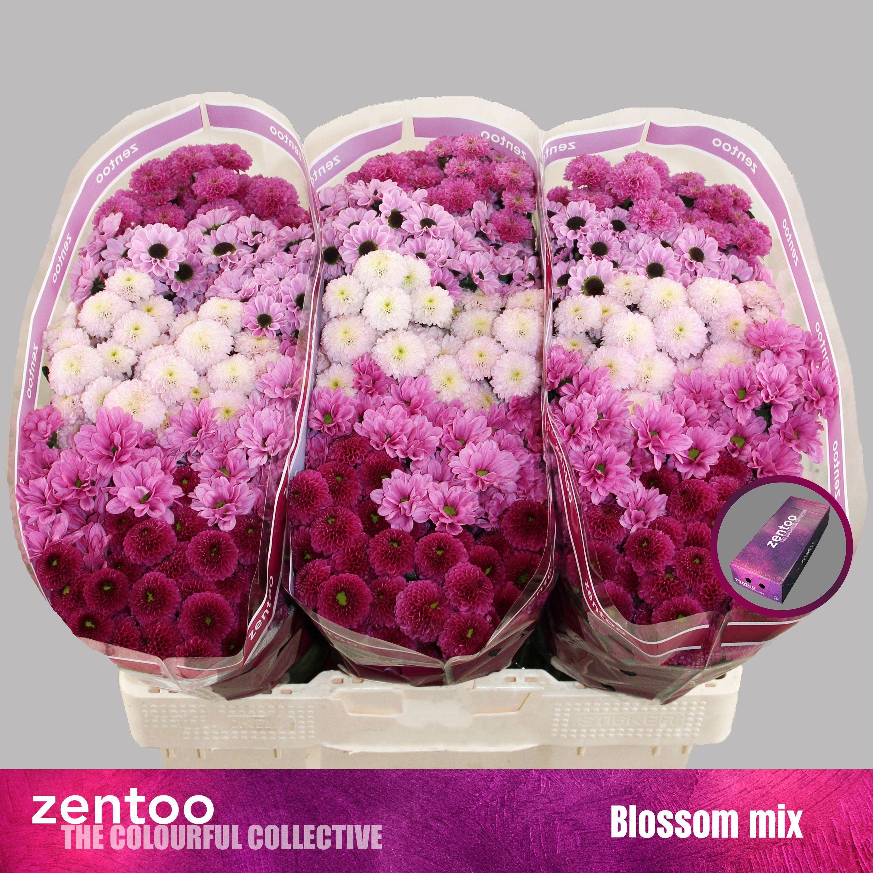 Срезанные цветы оптом Chrys sa mix blossom от 225шт из Голландии с доставкой по России