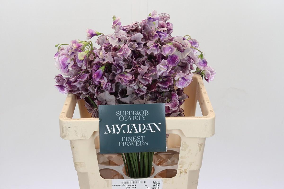Срезанные цветы оптом Lathyrus purple shibori от 50шт из Голландии с доставкой по России