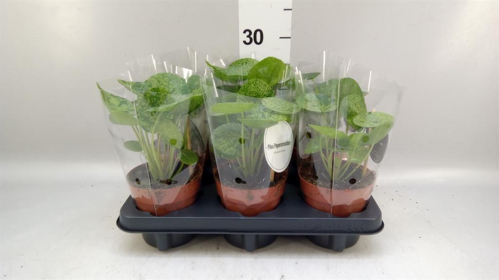 Горшечные цветы и растения оптом Pilea ... от 6шт из Голландии с доставкой по России
