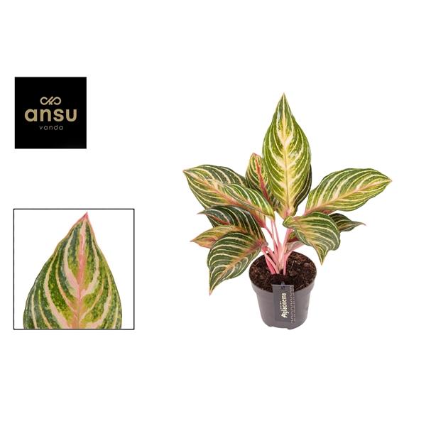 Горшечные цветы и растения оптом Aglaonema Eyecatcher от 6шт из Голландии с доставкой по России