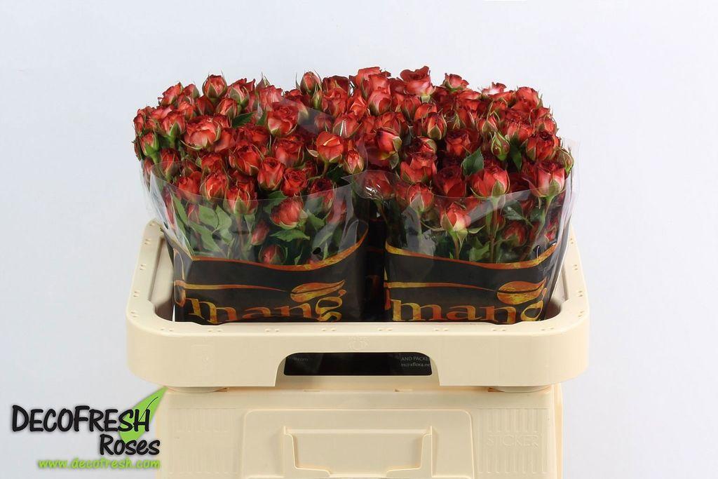 Срезанные цветы оптом Rosa spray chocolate bubbels от 50шт из Голландии с доставкой по России