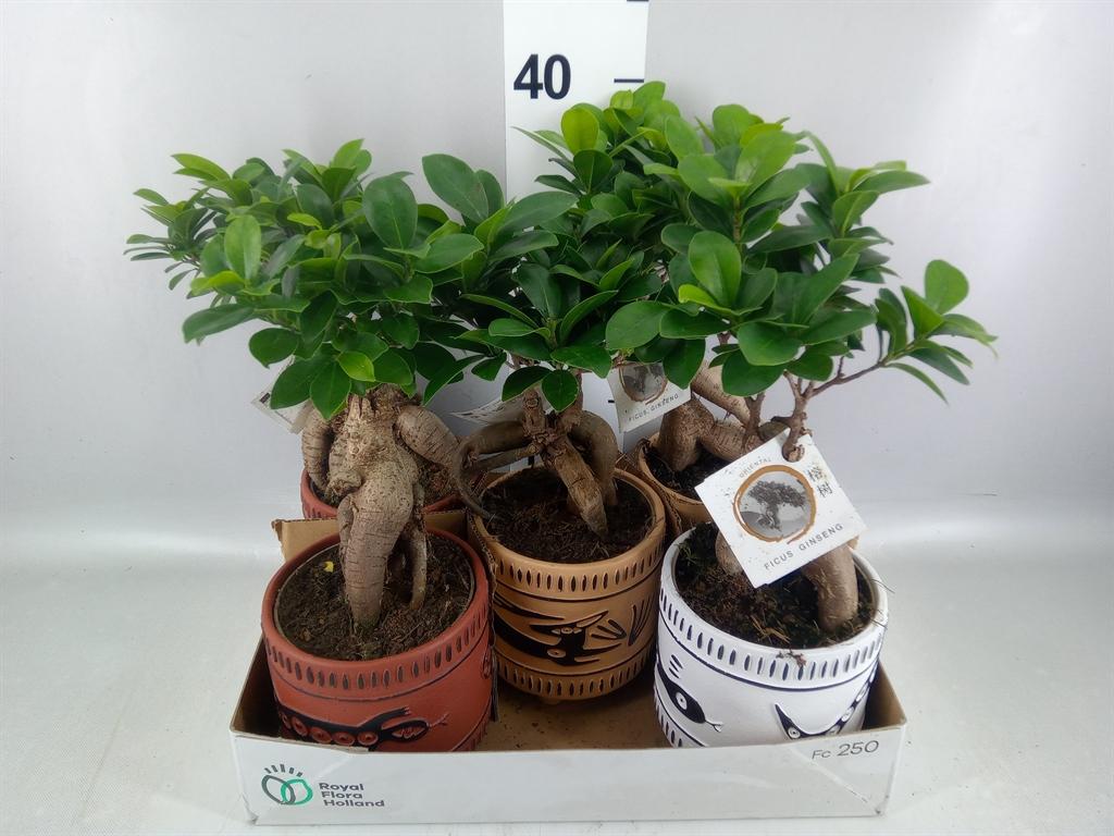 Горшечные цветы и растения оптом Ficus Microcarpa ginseng от 5шт из Голландии с доставкой по России