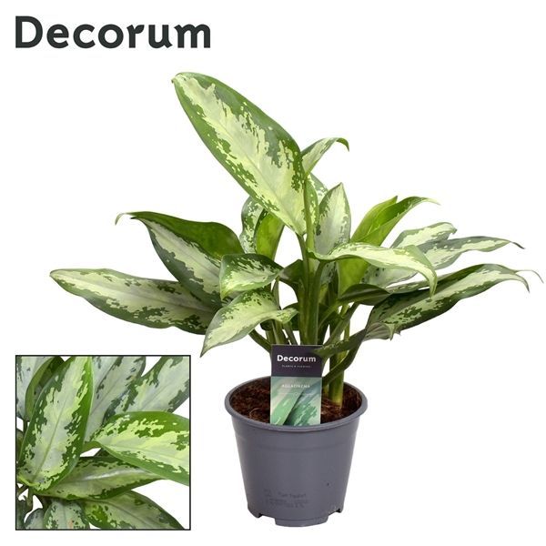 Горшечные цветы и растения оптом Aglaonema Jubilee Petite от 7шт из Голландии с доставкой по России