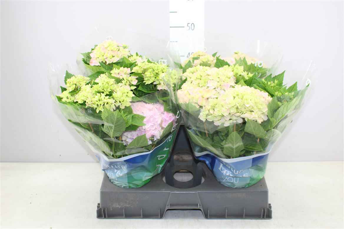 Горшечные цветы и растения оптом Hydrangea Ma Pink 5+ от 4шт из Голландии с доставкой по России