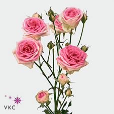 Срезанные цветы оптом Rosa spray mimi eden от 30шт из Голландии с доставкой по России