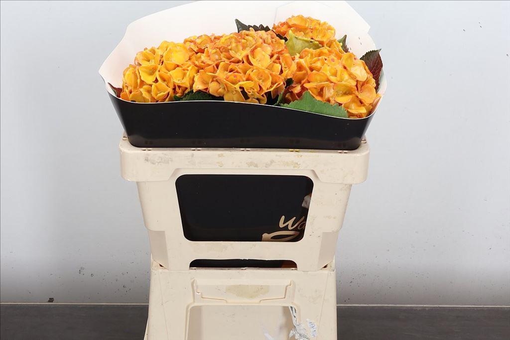 Срезанные цветы оптом Hydrangea wax classic gold от 5шт из Голландии с доставкой по России