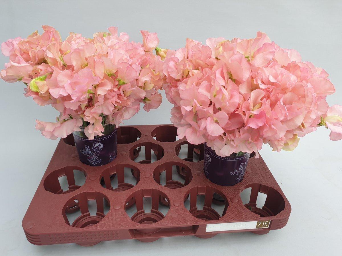 Срезанные цветы оптом Lathyrus perfume salmon от 100шт из Голландии с доставкой по России