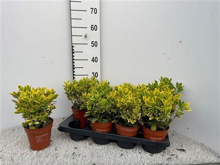 Горшечные цветы и растения оптом Euonymus Ja Marieke от 8шт из Голландии с доставкой по России