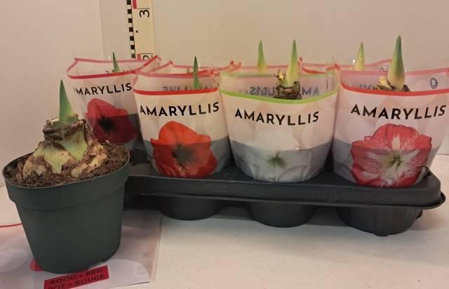 Горшечные цветы и растения оптом Hipp Gem 2 Srt от 8шт из Голландии с доставкой по России