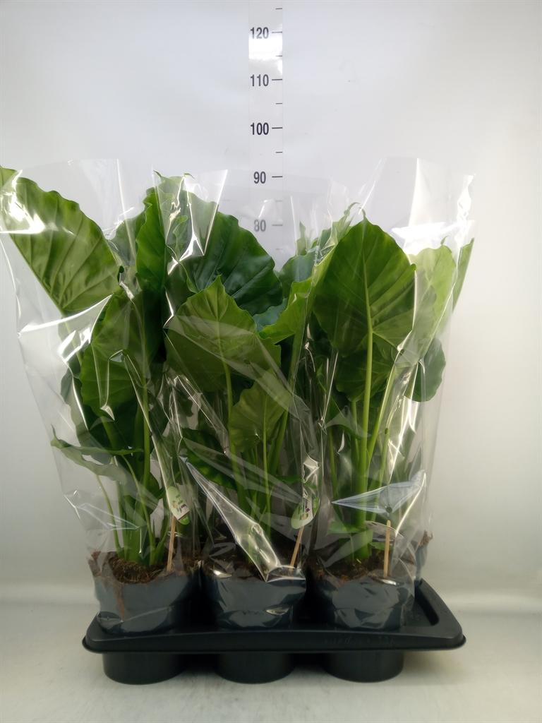 Горшечные цветы и растения оптом Alocasia Gageana от 6шт (для телеги) из Голландии с доставкой по России