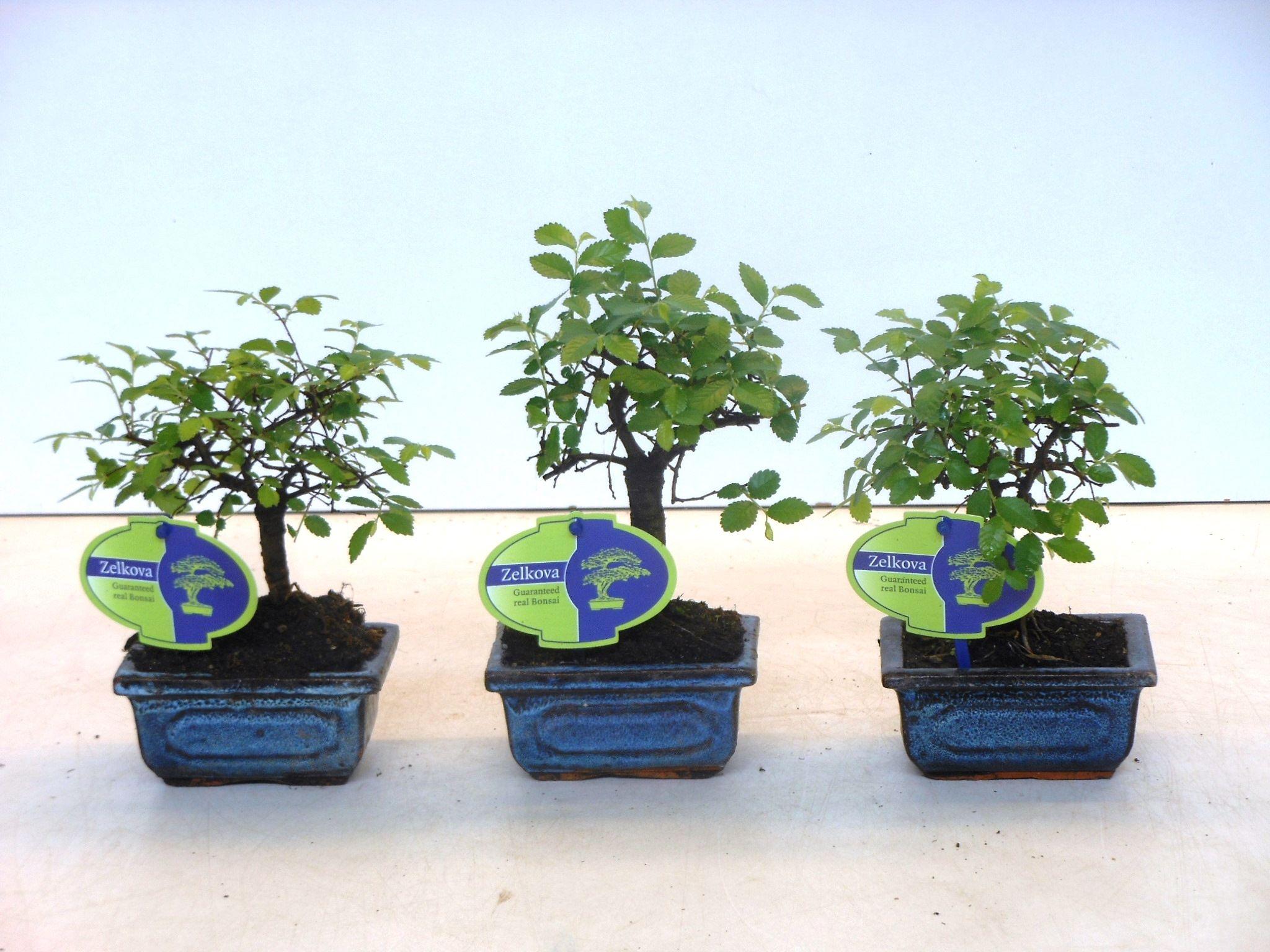 Горшечные цветы и растения оптом Bonsai Zelkova Parvifolia, Without от 14шт из Голландии с доставкой по России