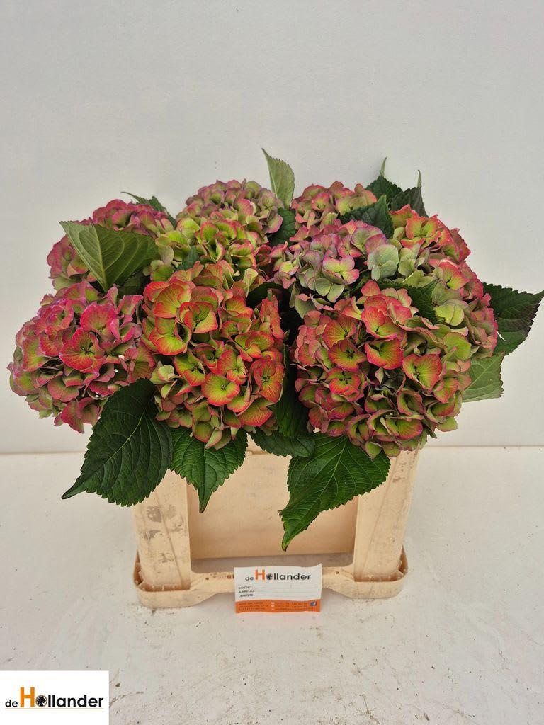 Срезанные цветы оптом Hydrangea royal love classic blue от 10шт из Голландии с доставкой по России