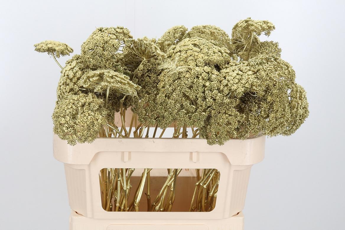 Срезанные цветы оптом Ammi sead paint gold от 50шт из Голландии с доставкой по России Срезанные цветы оптом Ammi sead paint gold от 50шт из Голландии с доставкой по России