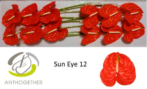 Срезанные цветы оптом Anthurium sun eye от 12шт из Голландии с доставкой по России