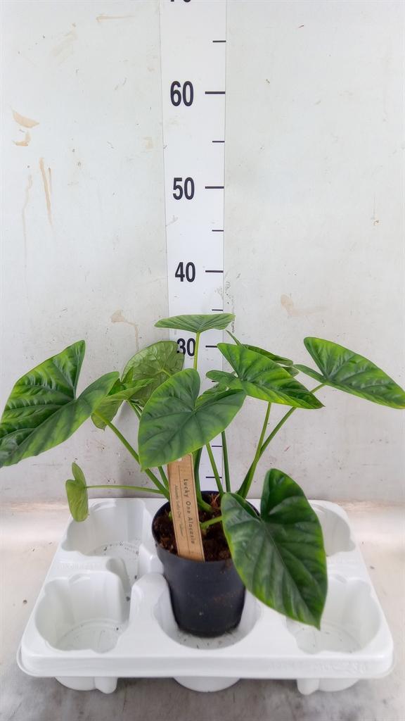 Горшечные цветы и растения оптом Alocasia   ... от 1шт (для телеги) из Голландии с доставкой по России