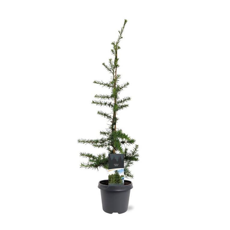 Горшечные цветы и растения оптом Cedrus Libani от 1шт из Голландии с доставкой по России