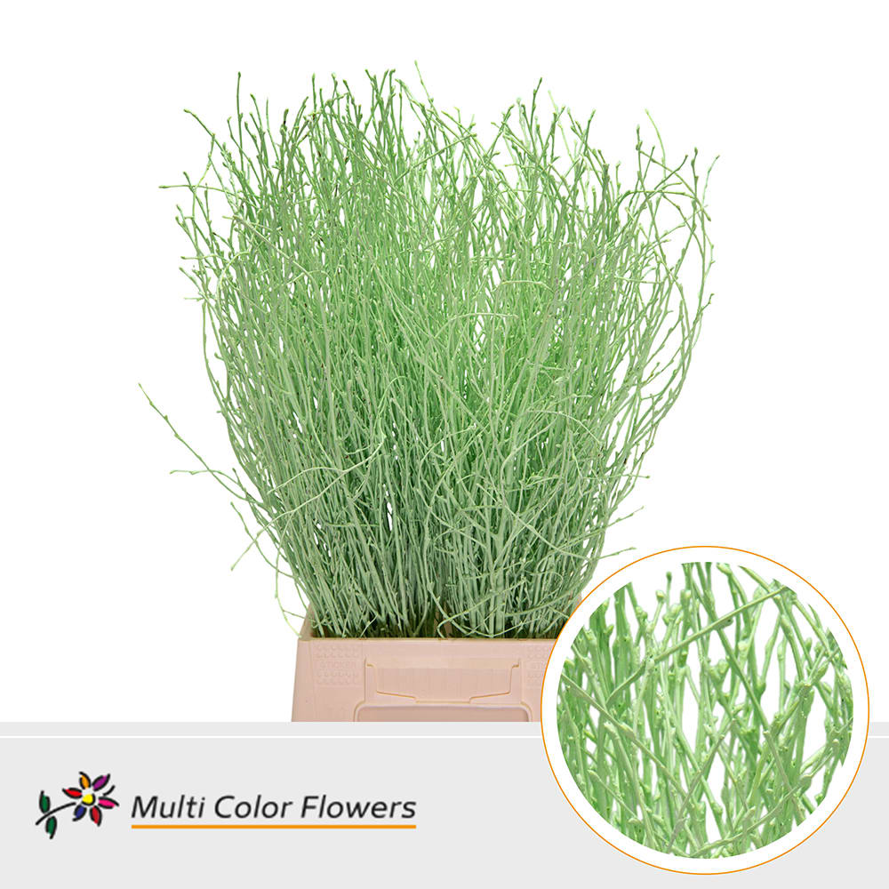 Срезанные цветы оптом Betula paint mint green от 100шт. из Голландии с доставкой по России