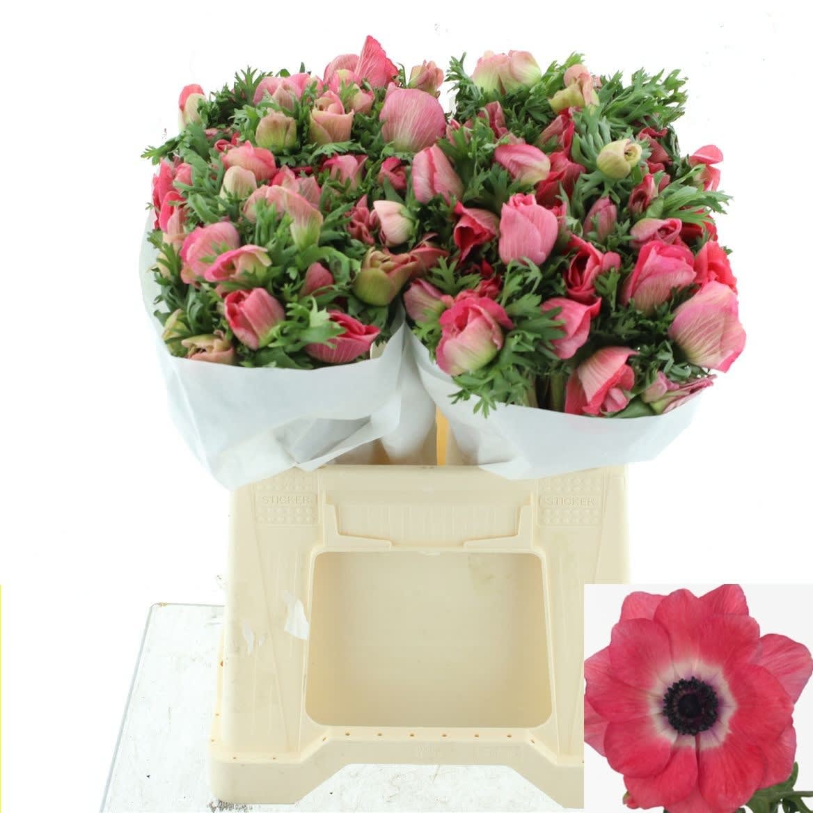 Срезанные цветы оптом Anemone mistral plus pinkie от 100шт из Голландии с доставкой по России