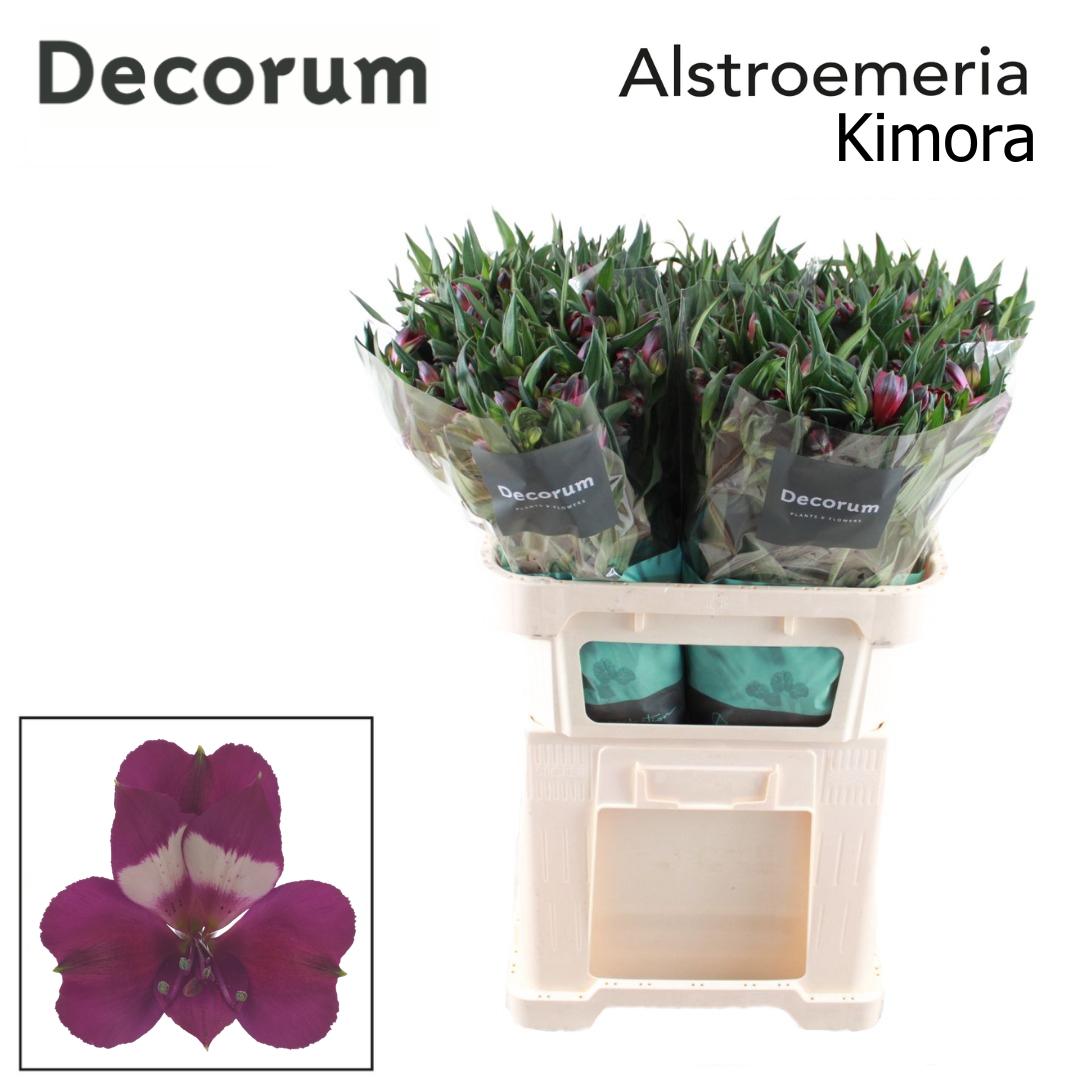 Срезанные цветы оптом Alstroemeria kimora от 50шт из Голландии с доставкой по России
