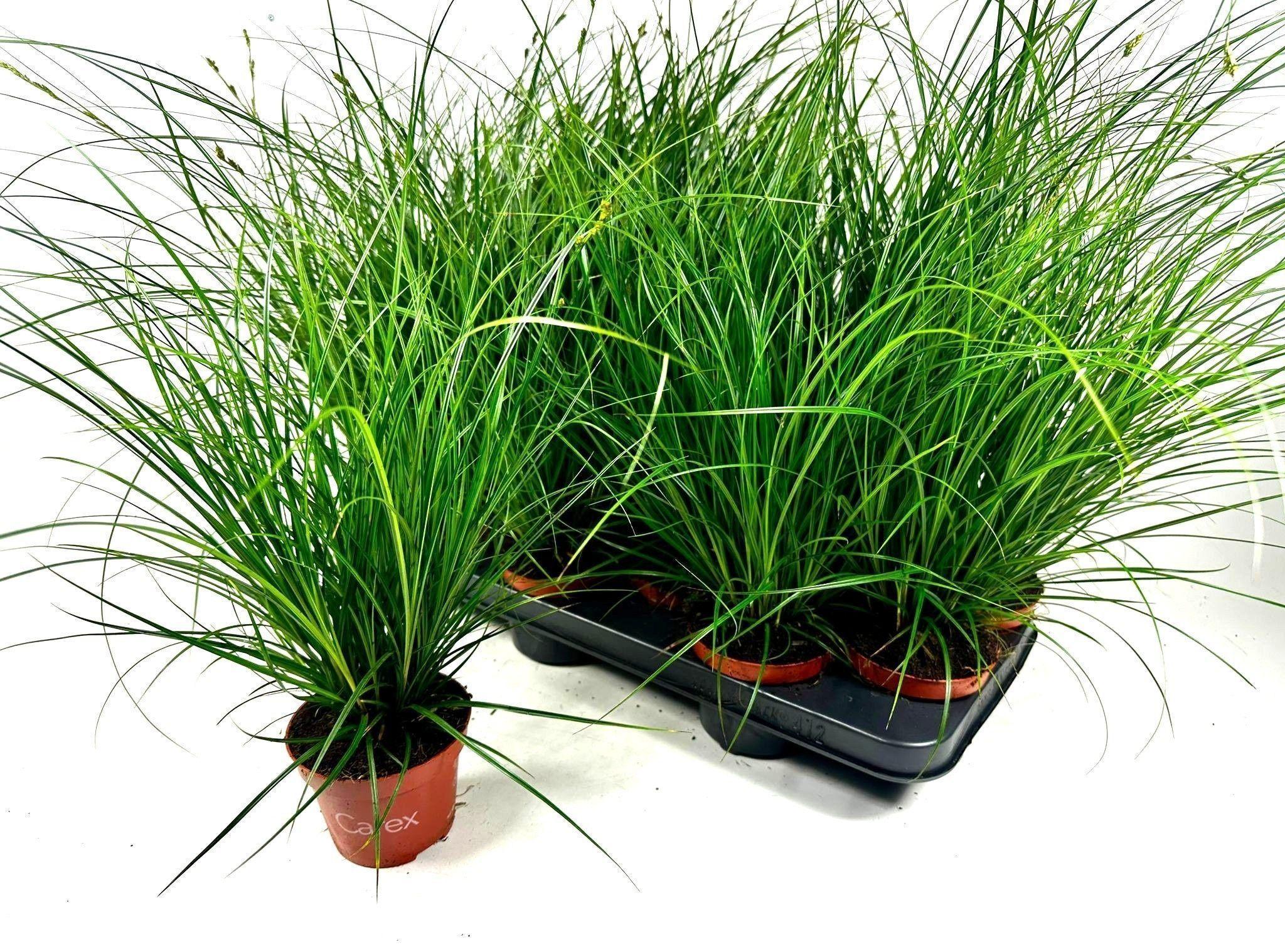 Горшечные цветы и растения оптом Carex Brunnea от 12шт из Голландии с доставкой по России