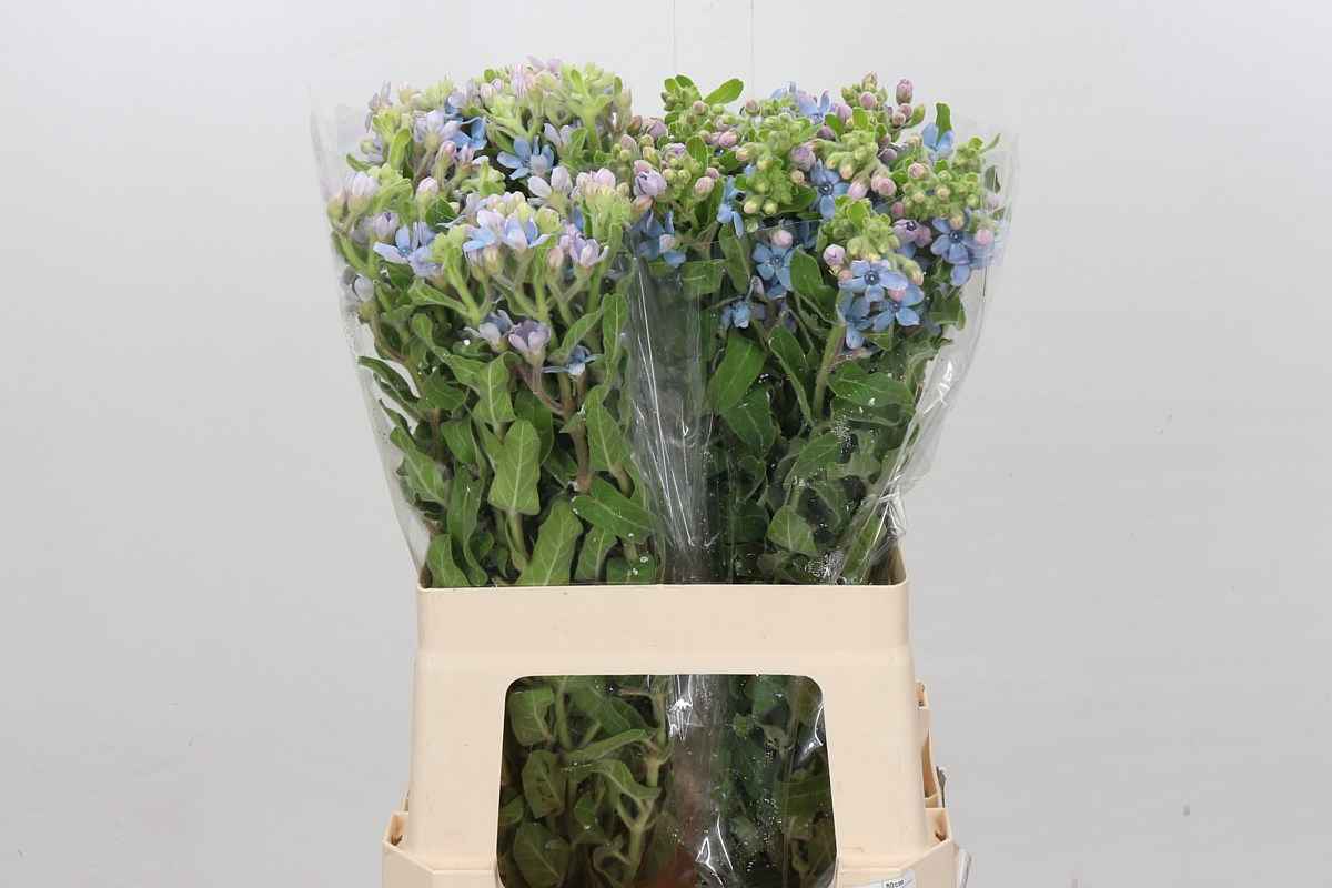 Срезанные цветы оптом Oxypetalum tweedia blue от 40шт из Голландии с доставкой по России