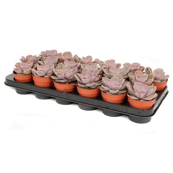 Горшечные цветы и растения оптом Echeveria Perle Von Nurnberg от 18шт из Голландии с доставкой по России