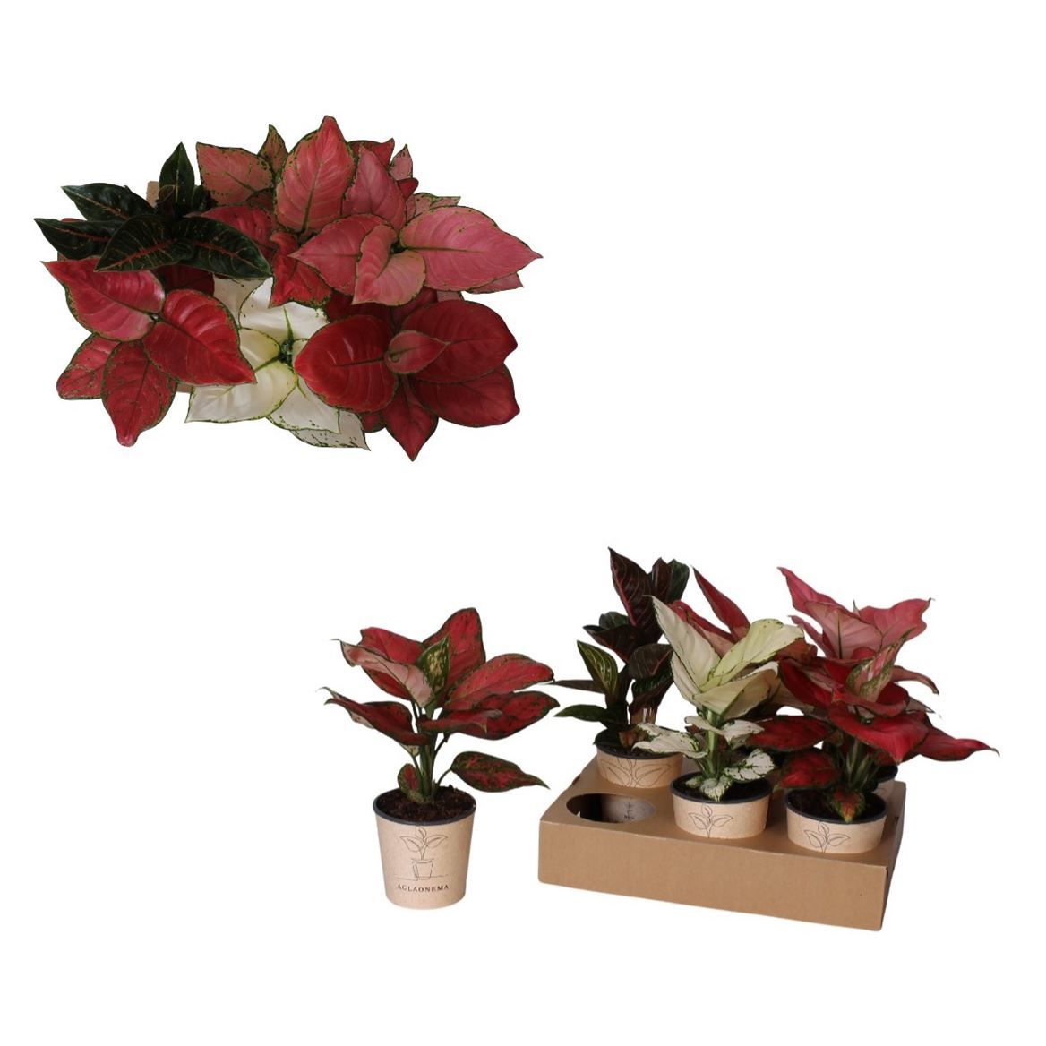 Горшечные цветы и растения оптом Aglaonema Luxe Mix от 4шт из Голландии с доставкой по России